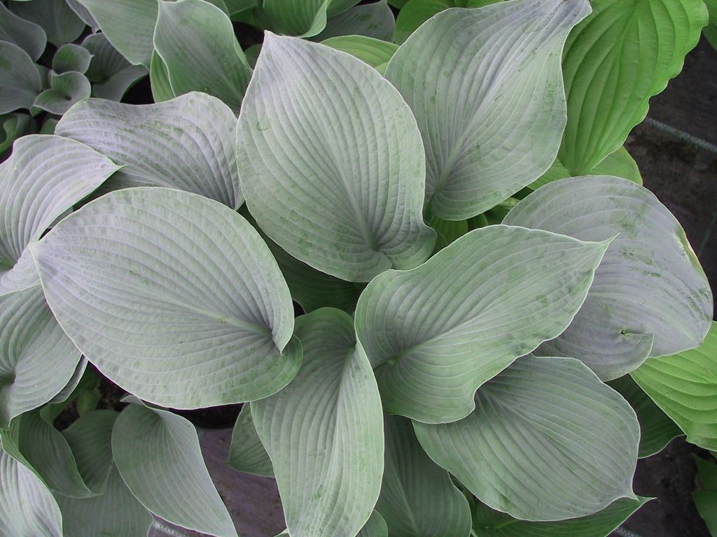 Hosta Hybride Mollies Blaue 12.jpg